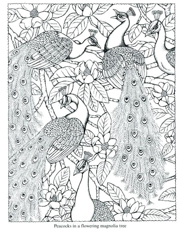 Peacock Coloring Sheet As Well As Peacock Coloring Sheet Beautiful 576x730 Peacock Coloring Sheet As Well As Peacock Coloring Sheet Beautiful