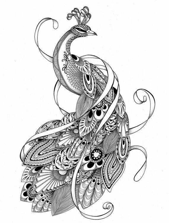 Pin By Foster Ginger On Coloring Book Zentangles Tangles 570x750 Pin By Foster Ginger On Coloring Book Zentangles Tangles