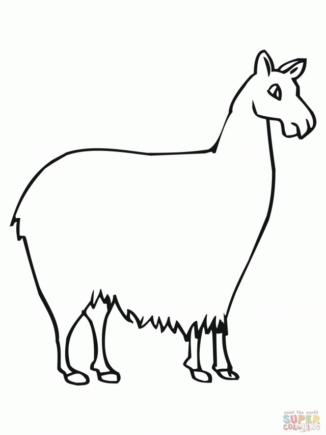 640x853 20 Llama Coloring Page Pictures Free Coloring Pages