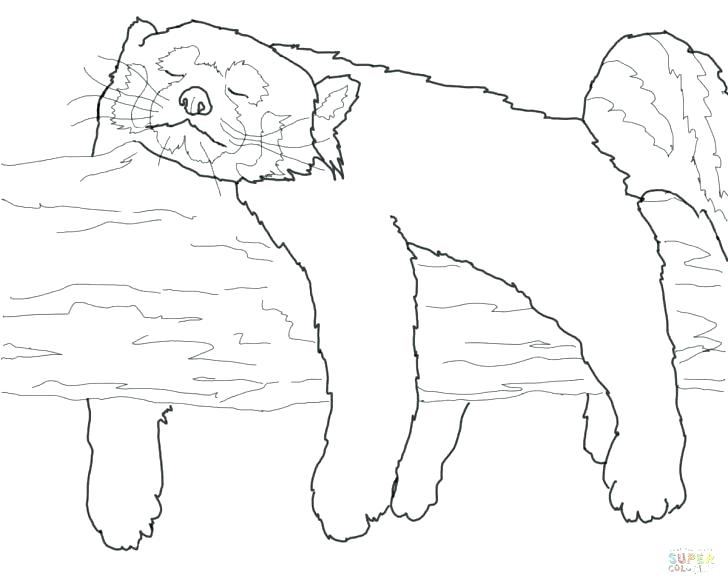 Red Panda Coloring Pages Pajama Coloring Sheets Outstanding 728x587 Red Panda Coloring Pages Pajama Coloring Sheets Outstanding