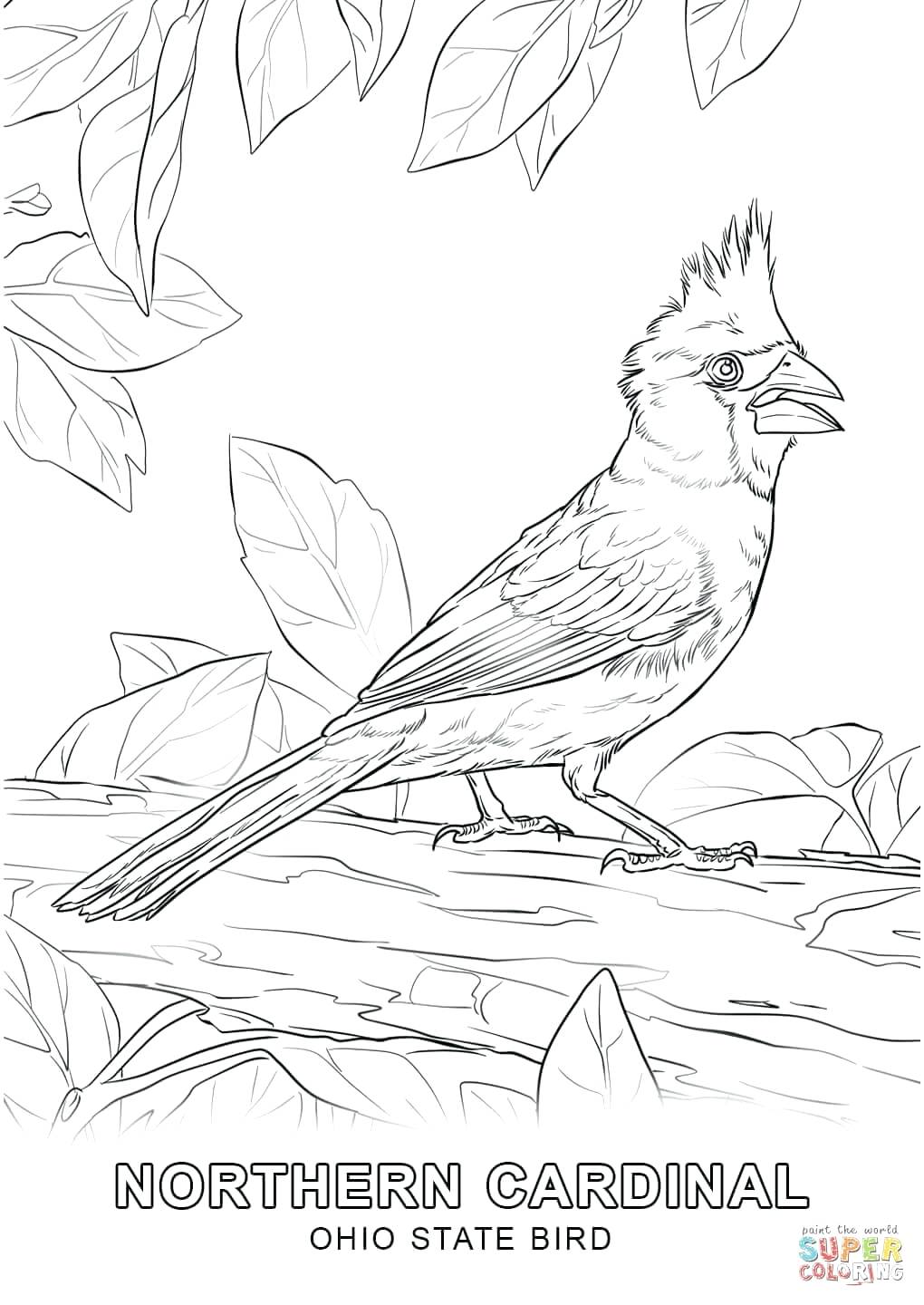 Pakistan Flag Coloring Page State Bird Free Printable Pages Within 1020x1440 Pakistan Flag Coloring Page State Bird Free Printable Pages Within