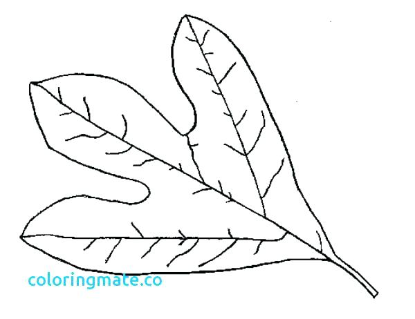 600x462 Printable Leaves Coloring Pages Leaf Coloring Pages Printable Palm