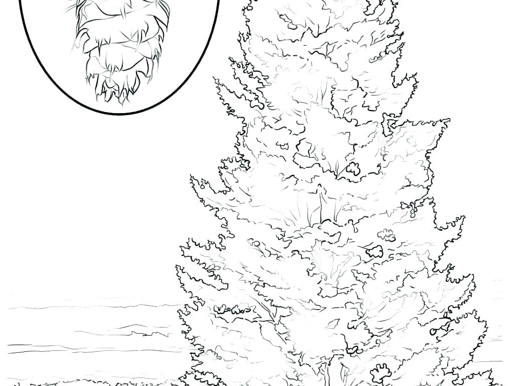 1020x768 Palm Leaf Coloring Page Palm Trees Coloring Pages Palm Tree