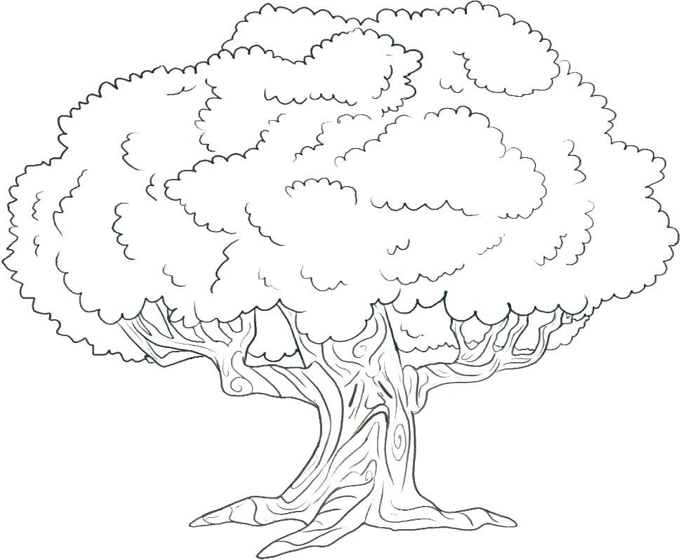 970x798 Pictures Of Palm Trees To Color Coloring Pages Trees Trees