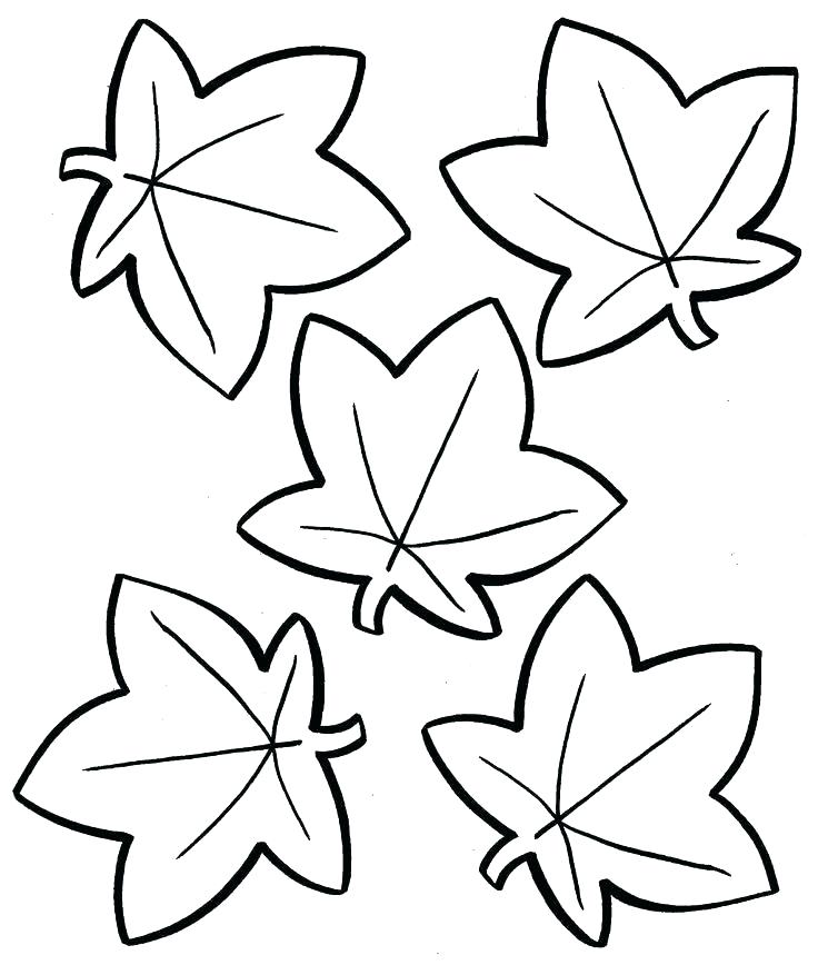 Leaf Coloring Pages Free Printable For Kids As Well As Fall Leaves 736x868 Leaf Coloring Pages Free Printable For Kids As Well As Fall Leaves