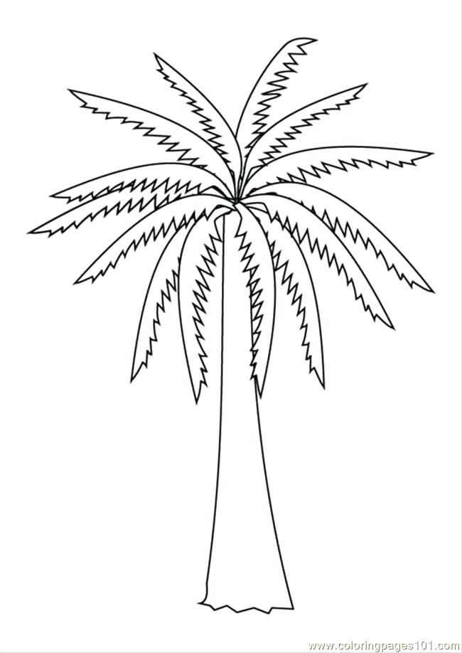 Coloring Pages Of Trees Coloring Pages S Pages Photo Palm Tree 650x918 Coloring Pages Of Trees Coloring Pages S Pages Photo Palm Tree