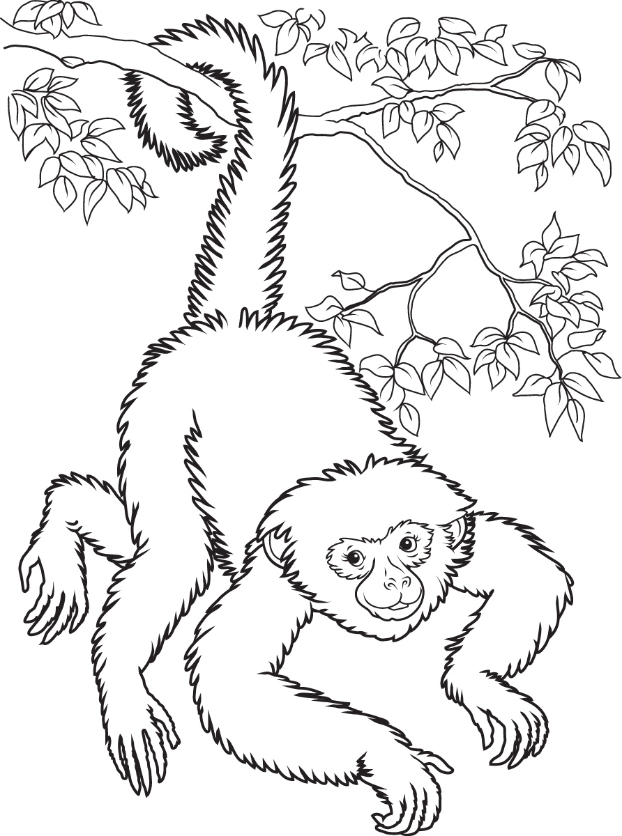 892x1200 Tag Spider Monkey Printable Coloring Pages