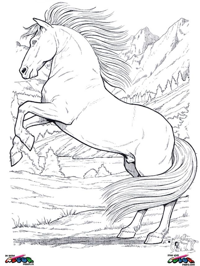 645x860 50 Best Horse Coloring Pages Images On Horse Coloring