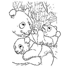 Panda Bear Coloring Pages Top 25 Free Printable Cute Panda Bear 230x230 Panda Bear Coloring Pages Top 25 Free Printable Cute Panda Bear
