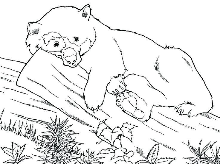 Bear Coloring Pages Printable Panda Bear Coloring Pages The Best 736x551 Bear Coloring Pages Printable Panda Bear Coloring Pages The Best