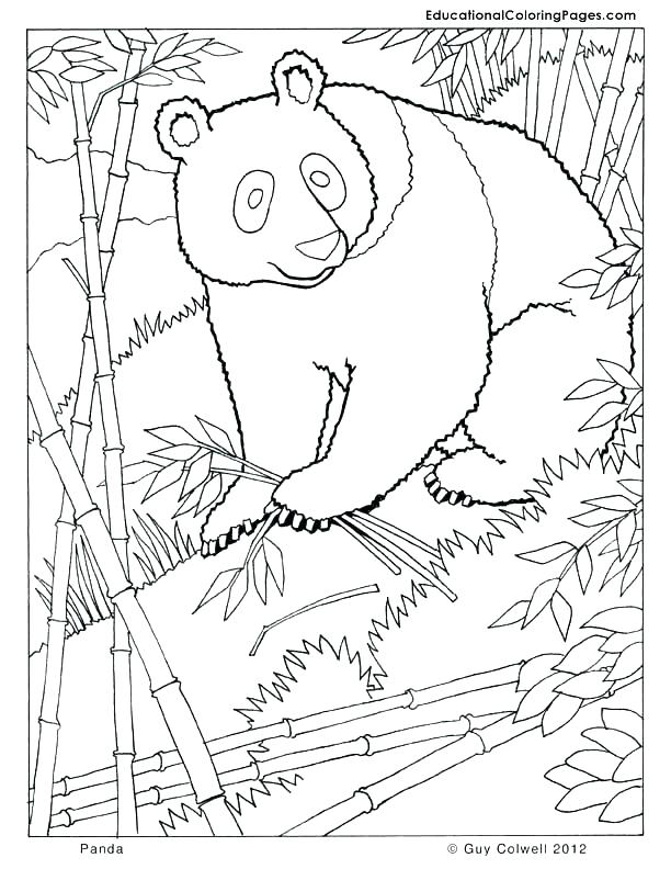 612x792 Panda Coloring Pages