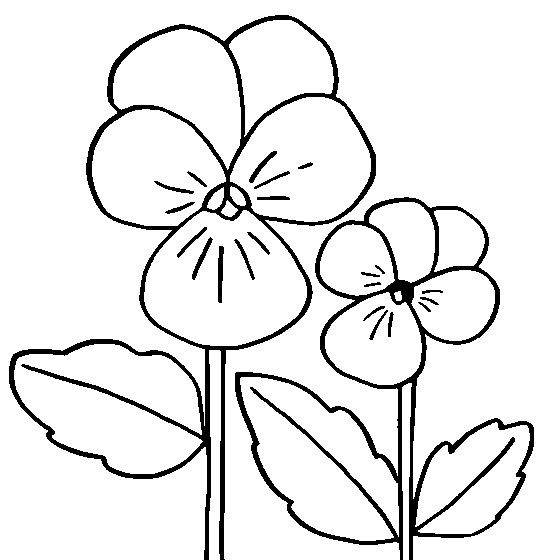 560x560 Coloring Pages Pansy, Printable For Kids Amp Adults, Free To Download