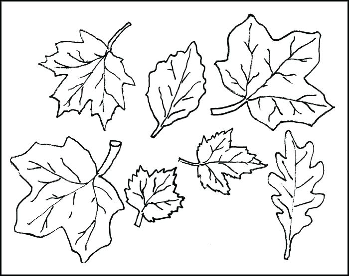 700x555 Leaf Template Printable Leaf Templates Free Premium Templates