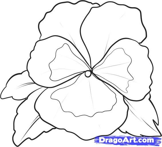 566x511 Pansy Pictures Color