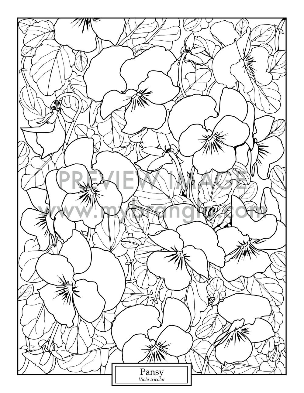 1000x1294 Botanical Coloring Page Pansy Branglo