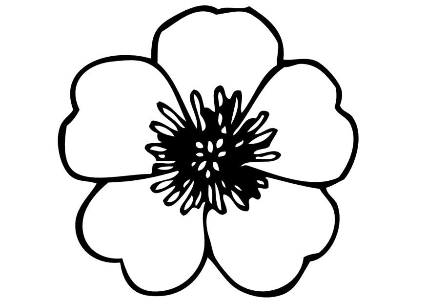 875x620 Coloring Page Pansy