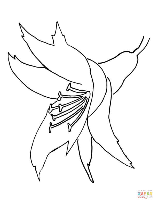 612x792 Download Orchid Flower Coloring Page