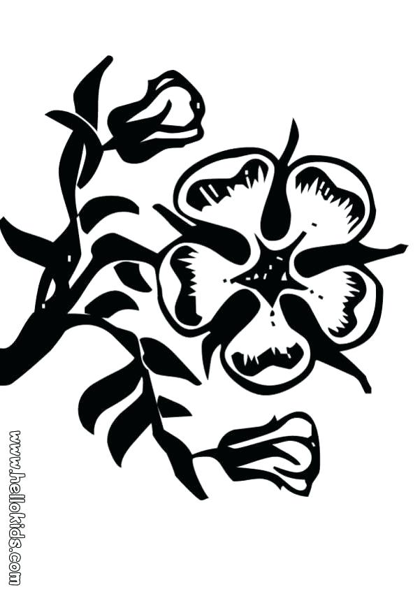 601x850 Flower Coloring Pages Pansy Flower Free Printable Simple Flower