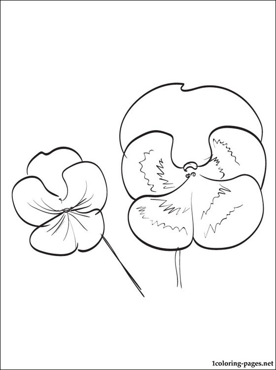 560x750 Pansy Coloring And Printable Page Coloring Pages