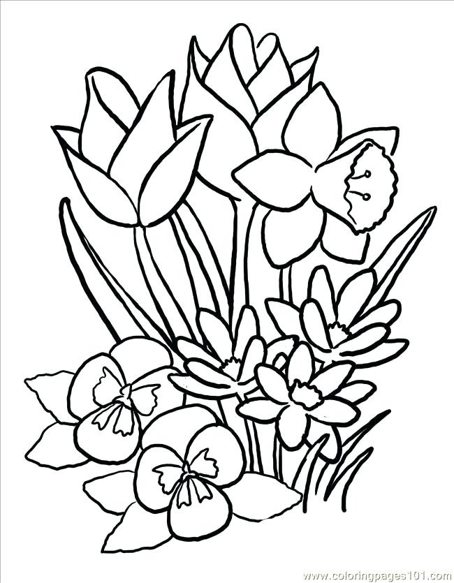650x835 Wonderful Cherry Blossom Coloring Pages Pansies Free Printable