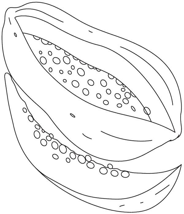 600x696 Slice Papaya Coloring Page Cookie