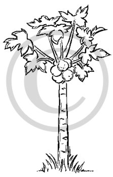 Papaya Tree Coloring Pages