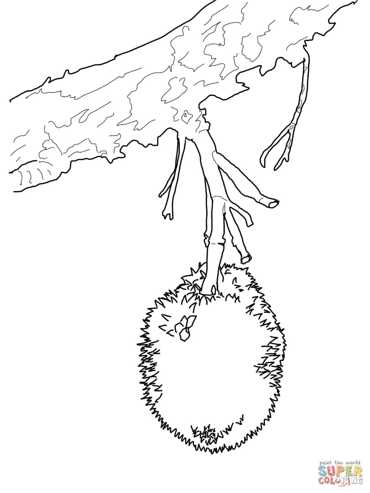 Jackfruit Tree Coloring Coloring Pages 1200x1600 Jackfruit Tree Coloring Coloring Pages