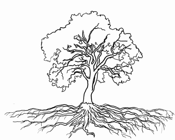 Olive Tree Coloring Page Beautiful Tree With Roots Coloring Page 600x480 Olive Tree Coloring Page Beautiful Tree With Roots Coloring Page
