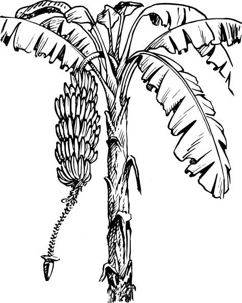 Banana Tree Clip Art 474x593 Banana Tree Clip Art