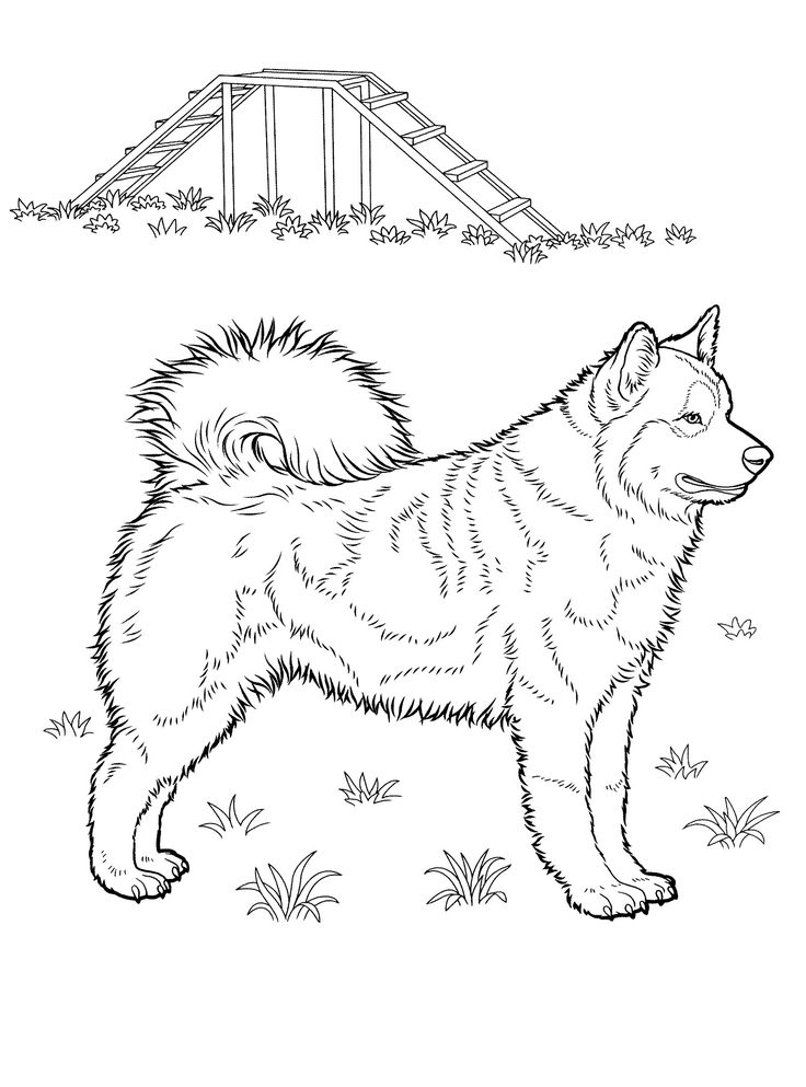 736x993 250 Best Dog Coloring Pages Images On Coloring Books