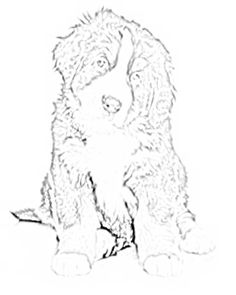 236x295 Bernese Mountain Dog Coloring Page Crafts Bernese