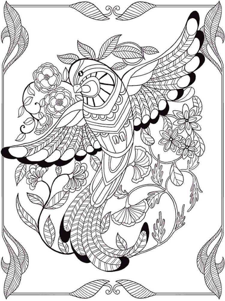 Dover Birds Of Paradise Coloring Page 3 Adult Coloring Pages 750x1004 Dover Birds Of Paradise Coloring Page 3 Adult Coloring Pages