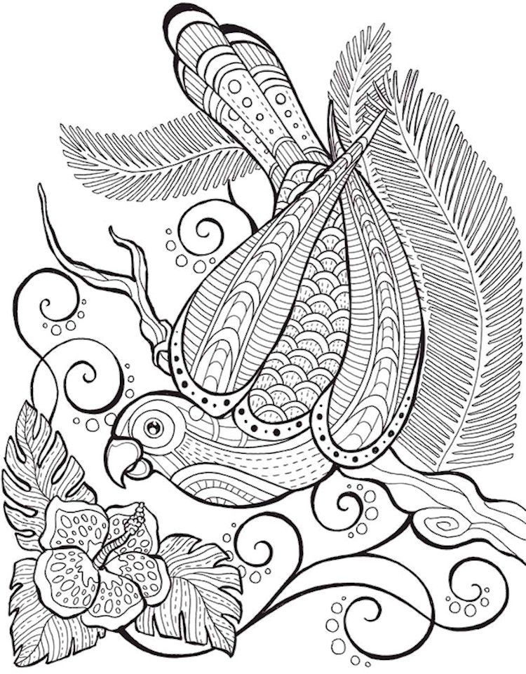 Dover Birds Of Paradise Coloring Page 4 Coloring Pages 750x961 Dover Birds Of Paradise Coloring Page 4 Coloring Pages