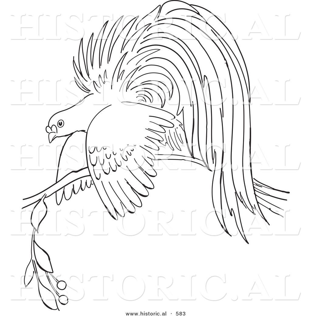 Obsession Bird Of Paradise Coloring Page Filmoom Me 1024x1044 Obsession Bird Of Paradise Coloring Page Filmoom Me