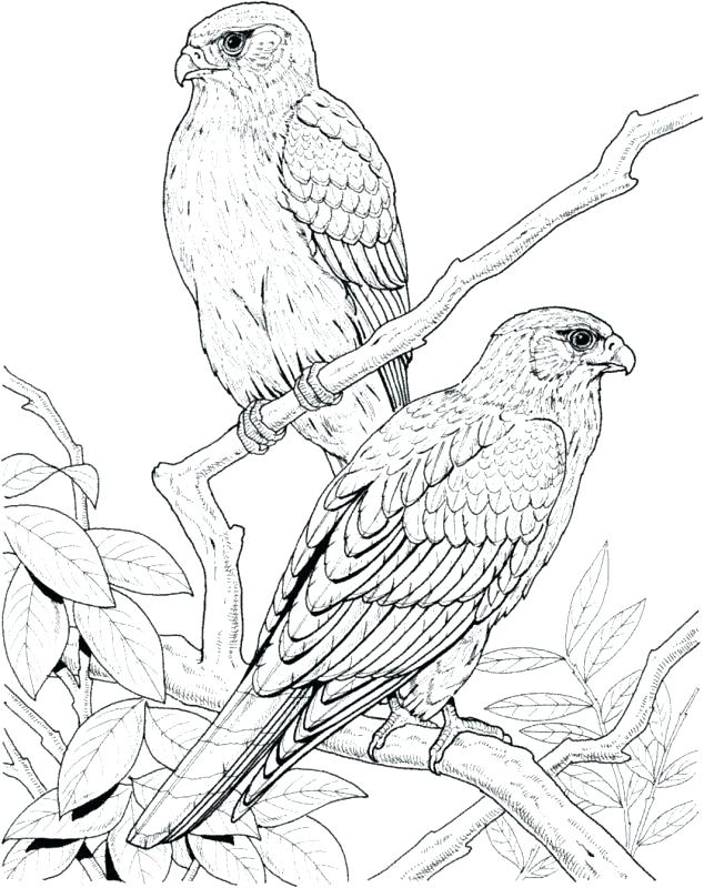 Peregrine Falcon Coloring Page Coloring Pages Bird Coloring Pages 634x800 Peregrine Falcon Coloring Page Coloring Pages Bird Coloring Pages