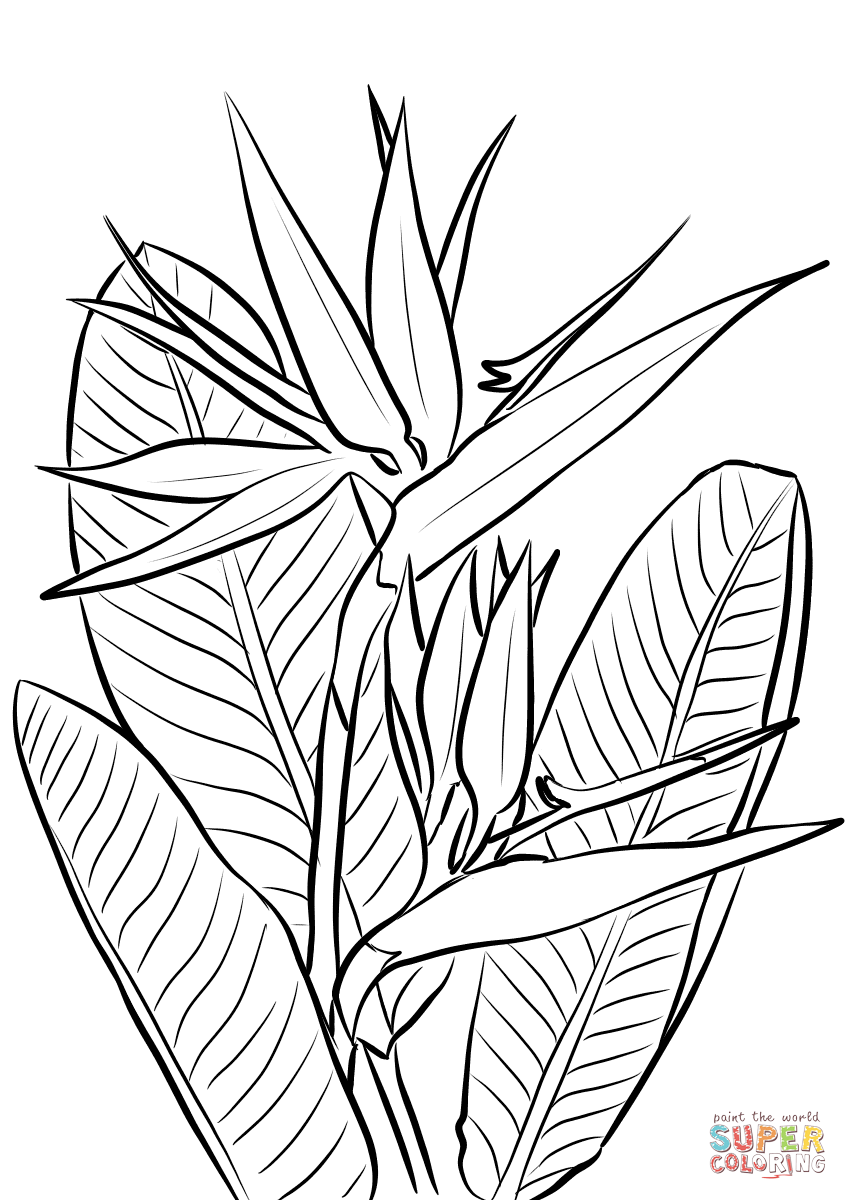 Secrets Bird Of Paradise Coloring Page Plant Free Printable Pages 848x1200 Secrets Bird Of Paradise Coloring Page Plant Free Printable Pages