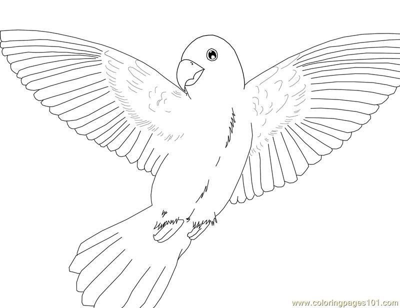 800x616 Drawn Parakeet Bird Fly