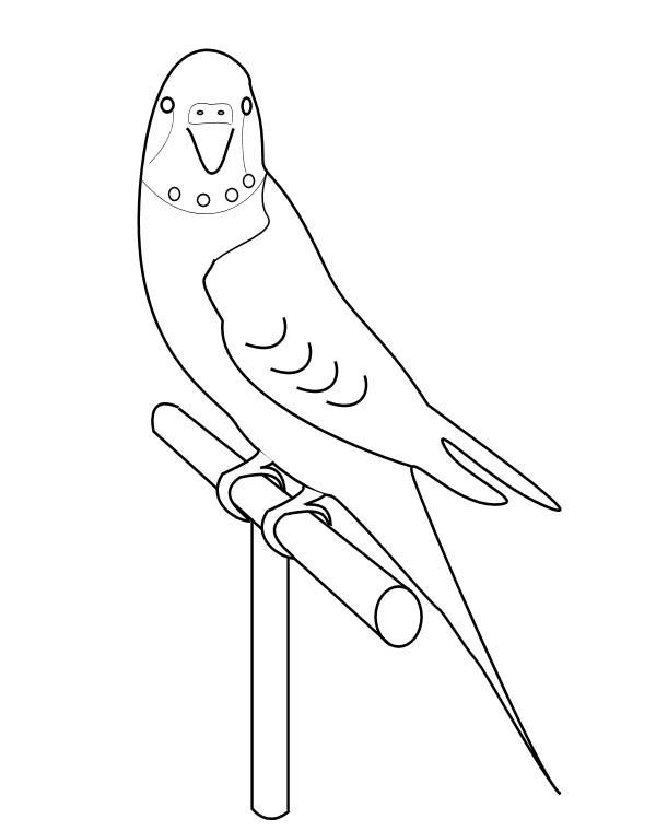 600x760 How To Draw Parakeet Coloring Page Artesanato