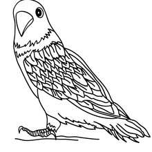 220x220 Bird Coloring Pages