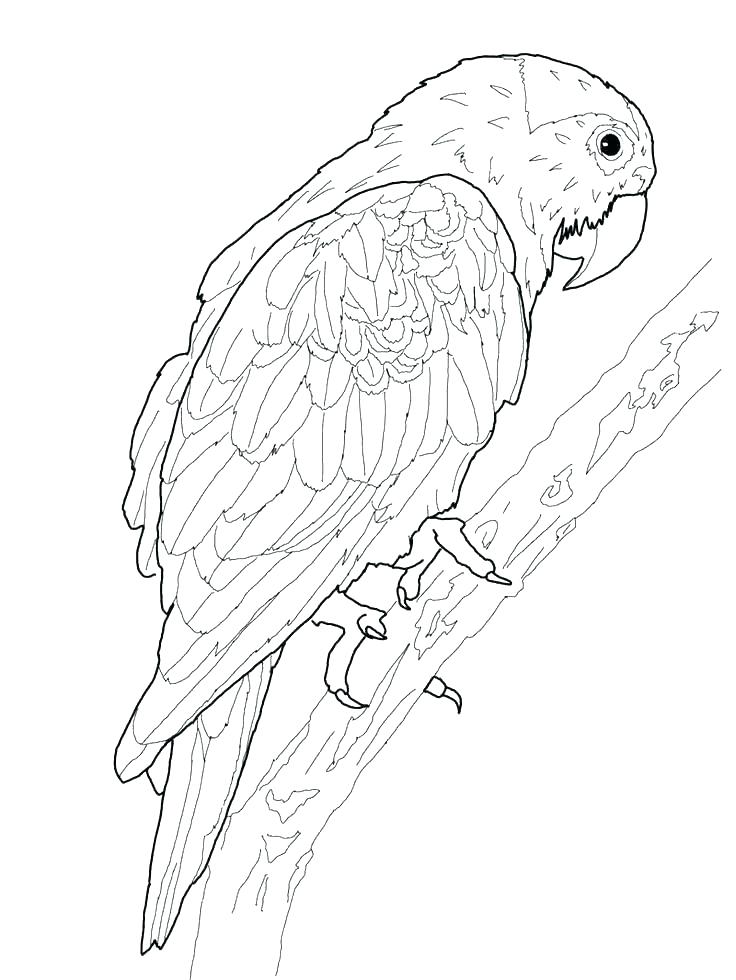 736x980 Bird Coloring Pages Header Coloring Bird Best Coloring Pages
