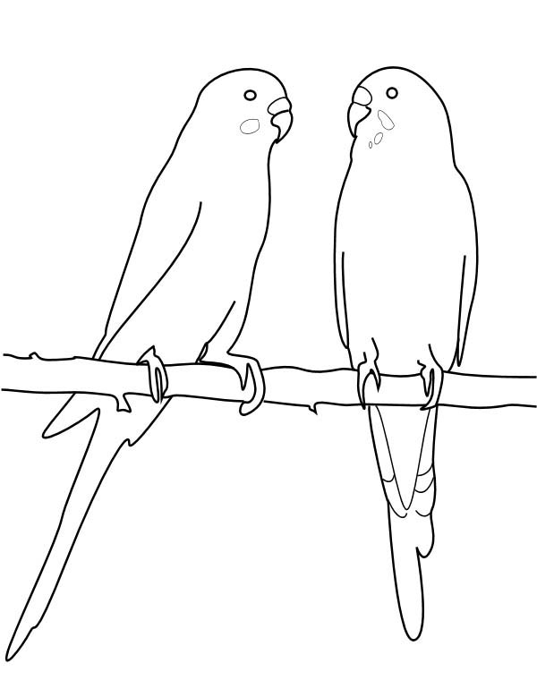 Parakeet Coloring Pages at GetColorings.com | Free printable colorings ...