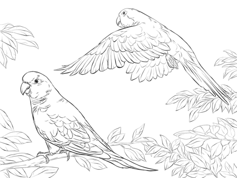 480x360 Two Quaker Parrots Coloring Pages.png Birds Coloring
