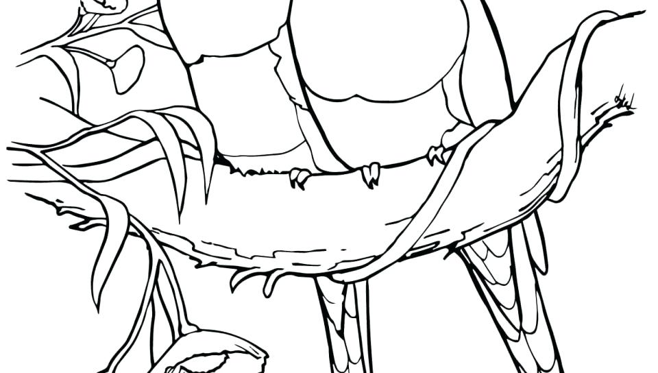 Coloring Pages Of Parrots Coloring Pages Of Birds Flying Coloring 960x544 Coloring Pages Of Parrots Coloring Pages Of Birds Flying Coloring