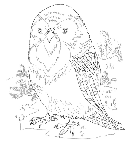 Kakapo Parrot Bird Coloring Page 442x480 Kakapo Parrot Bird Coloring Page