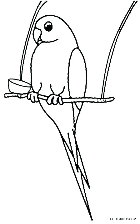 Baby Parrot Coloring Pages Bird Coloring Pages To Print Birds 448x716 Baby Parrot Coloring Pages Bird Coloring Pages To Print Birds