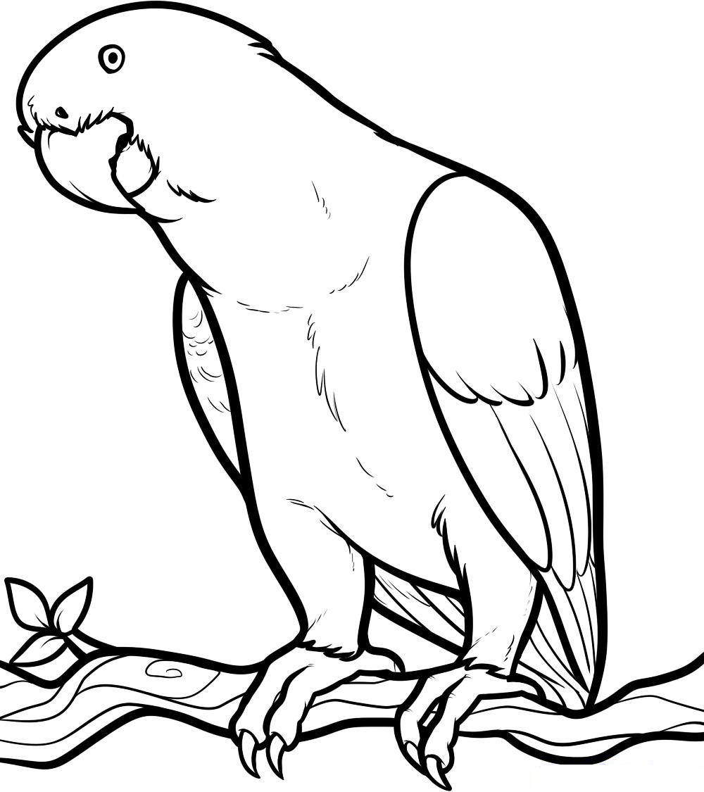 Parrot Coloring Pages 1000x1125 Parrot Coloring Pages