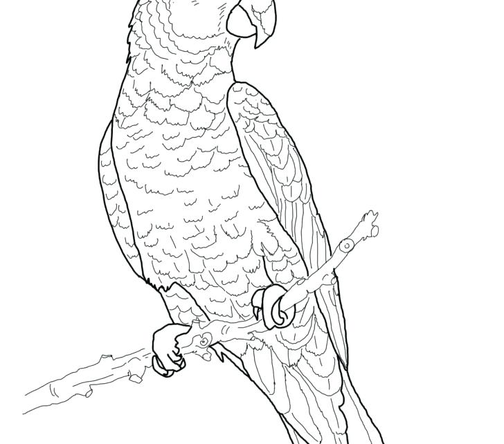 Parrot Coloring Pages Parrot Coloring Pages Parrot Coloring Sheets 728x642 Parrot Coloring Pages Parrot Coloring Pages Parrot Coloring Sheets