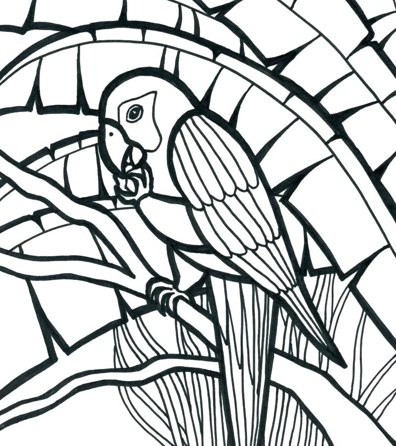Printable Coloring Pages Of Animals Coloring Pages Of Books Parrot 800x900 Printable Coloring Pages Of Animals Coloring Pages Of Books Parrot