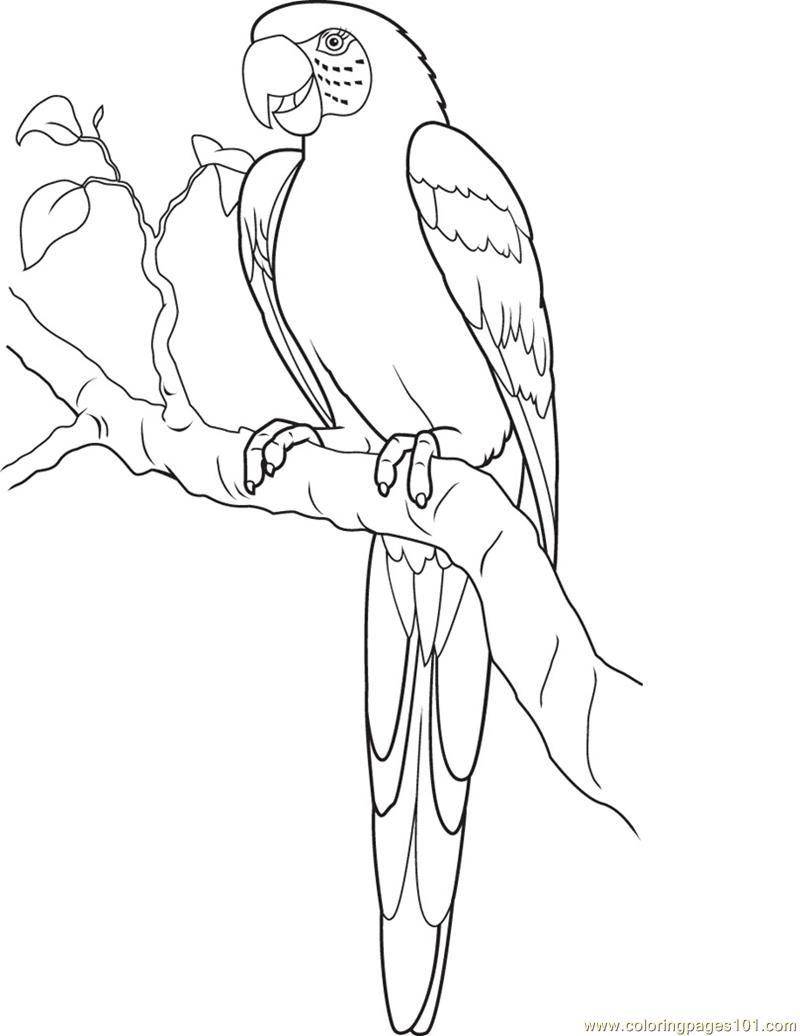 Pagesparrots 800x1036 Pagesparrots