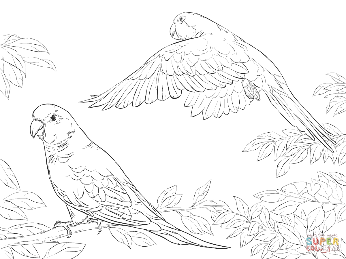 Best Of Two Quaker Parrots Coloring Page Supercoloring Free 1200x900 Best Of Two Quaker Parrots Coloring Page Supercoloring Free